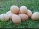 Первые яйца с подсобного хозяйства
