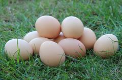 Первые яйца с подсобного хозяйства